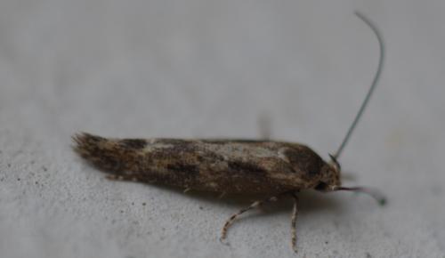 Mompha sp.